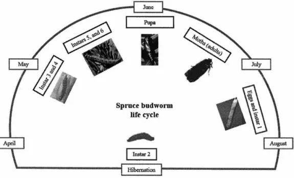 Figure  1.  1.  Life cycle  of  the  spruce  budworm.  Photos of spruce budworm stages  are  from the following  sources:  Rauchfuss and Ziegler (20 11),  and the website of  the  Southem  Interior  Forest  Region  (www.for.gov.bc.ca/ris/foresthealthlguide