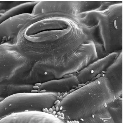 Figure  I.3  Un stomate d’une feuille de tomate observée à l’aide d’un microscope électronique à 