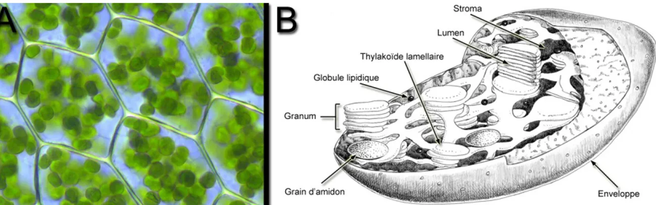 Figure  I.4  A. Chloroplastes dans des cellules végétales. B. Représentation schématique d’un  chloroplaste
