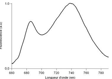 Figure I.11 Emission de fluorescence d’une feuille de sorgho ([Chl]=42.4 µg.cm -2 ). Mesure effectué 