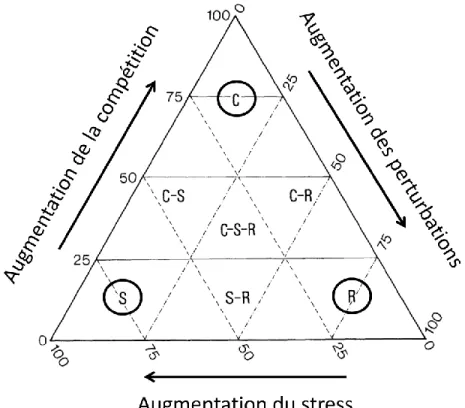 Figure 1.2. Schéma triangulaire des stratégies fonctionnelles C-S-R de Grime. Ce schéma  décrit divers milieu d’équilibre entre les taux de compétition, de perturbation et de stress,  chacun  nécessitant  le  développement  d’une  stratégie  fonctionnelle 