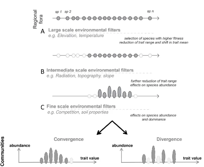 Figure 1.5. Schéma hiérarchique des différents types de filtres environnementaux pouvant  affecter  l’assemblage  de  communautés  locales
