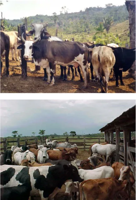 Figure 1-7 : Troupeaux laitiers dans les exploitations laitières familiales en Amazonie  brésilienne 