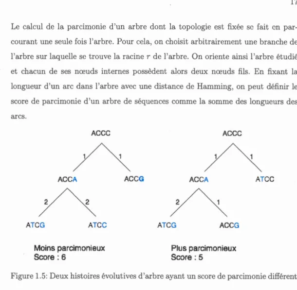 Figur e  1.5 :  Deux hi s toir es é volutiv es  d 'a rbr  ayant  un  scor  d e  parcimonie diff é r e nt 
