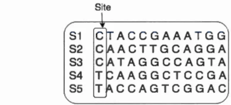Figur e  1.6:  Sit e  dans  un  alignement  de  séquence  d ' ADN. 