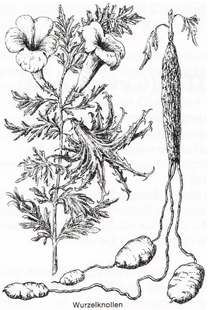 Figure II-1. Planche botanique illustrant les propriétés de l’Harpagophytum procumbens