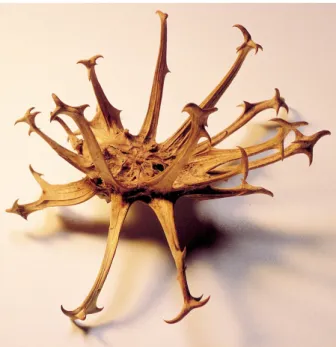 Figure II-2. Fruit de l’Harpagophytum, qui lui vaut son surnom de griffe du diable.  