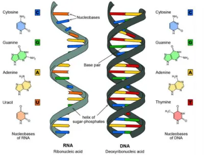 Figure 3 - Representation the molecular structure of the DNA double helix and single stranded RNA 