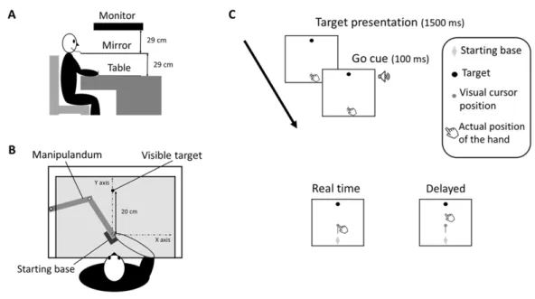 Figure  1.  Experimental  apparatus  and  time  course  of  task  events  (A)  Lateral  view  of  the  participant  and  the  experimental  apparatus