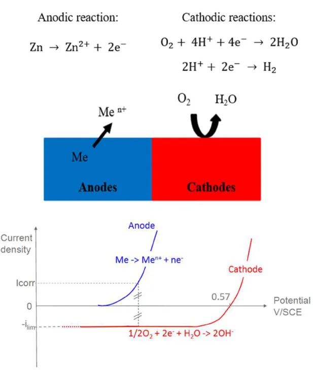 Figure 4: Schematic representation of anodic and cathodic reactions distribution during galvanic coupling 