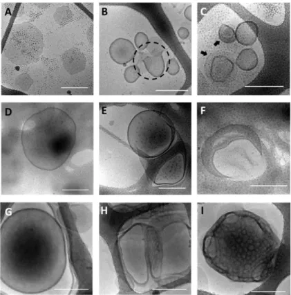 Figure 11. Images cryo-EM des auto-assemblages de MS1 (A−C), MS2 (D−F) et MS3  (G−I) par nanoprécipitation