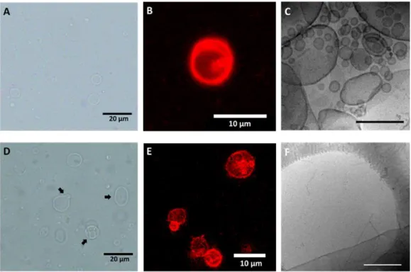 Figure 12. Images par microscopie optique à champ clair (A, D), CLSM (B, E) et cryo- cryo-EM (C, F) d’auto-assemblages de MS1 (A−C) et MS2 (D − F), par hydratation de film avec le chauffage de 48 h à 70 °C