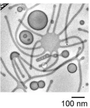 Figure 1.4. The nonergodic self-assembly result from the blended system of PEG 66 -b-