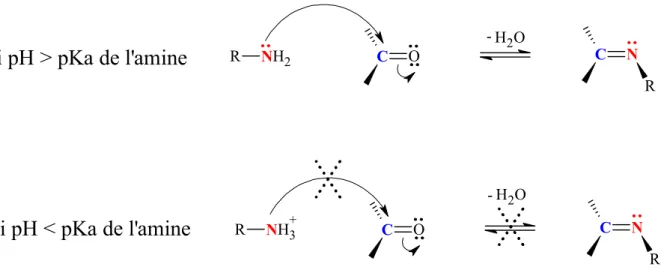 Figure 13 : Addition nucléophile d’une amine primaire sur un aldéhyde ou une cétone  en fonction du pH