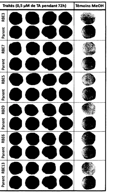 Figure 6. Prem ier test de résistance à la TA de tranches de microtubercules des lignées de  Russet  Burbank