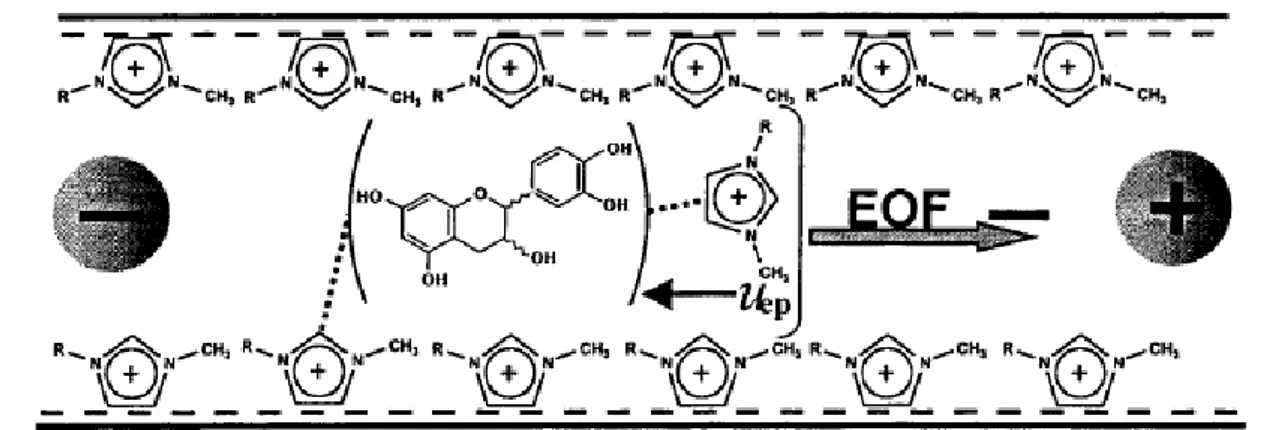 Figure 7 : Mécanismes de séparation de composés polyphénoliques mettant en jeu des  liquides ioniques à base de cation 1-alkyl-3-méthylimidazolium [99] 
