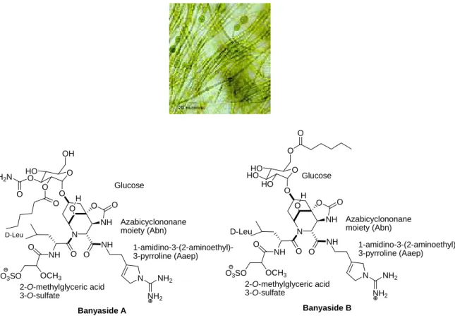 Figure III.3: Nostoc sp. and Banyasides 