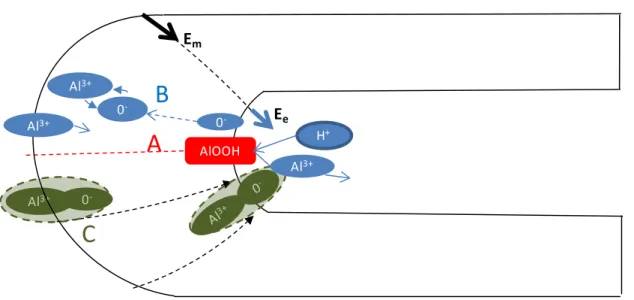 Figure 2-4: The elementary processes involved in porous oxide growth: A: oxide dissolution by the proton-assisted electric field 