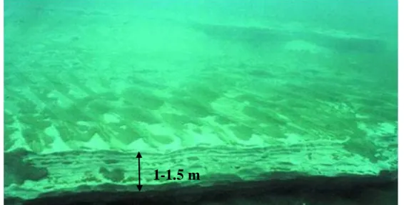 Figure  I.15.  Le  fond  marin  en  face  de  l‘usine  de  Selaata où  apparaît  l‘épaisseur  de  la  couche de phosphogypse (d‘après Nakhlé, 2004)