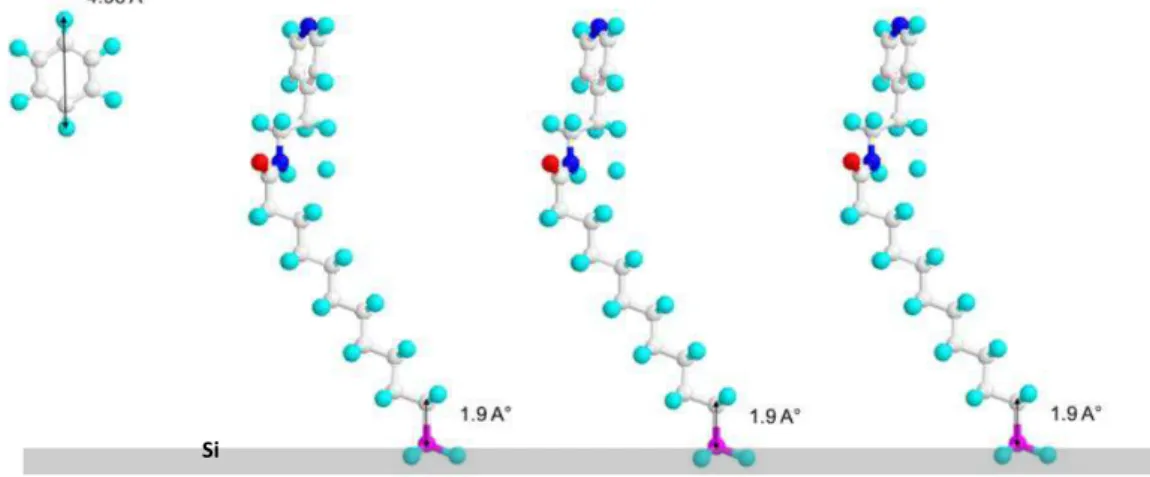 Figure  2.4.  Molecular  modeling  of  a  pyridyl  terminated  alkyl  chain  grafted  to  the  Si  (111) 