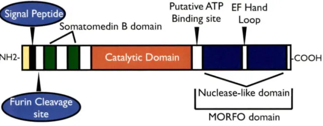 Figure  1:  The  major  structural  demains  of ATX.  ATX  contains  an  N-terminal  signal  peptide  that  is  removed  during  translation