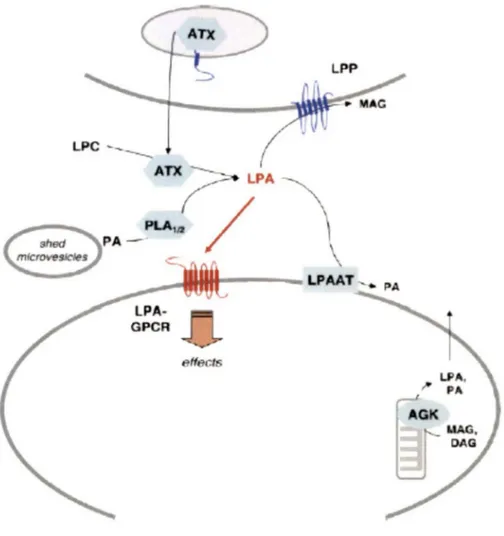 Figure  3:  Production and degradation pathways for LPA.  The major producer of LPA in  vivo is ATX  which converts LPC to LPA