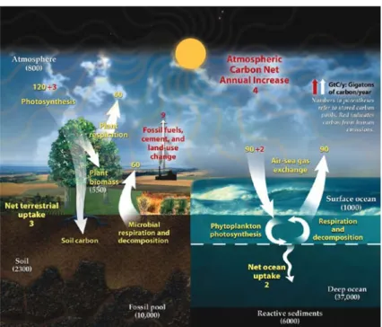 Figure 1.1 : Le cycle du carbone  (DOE, 2008) 