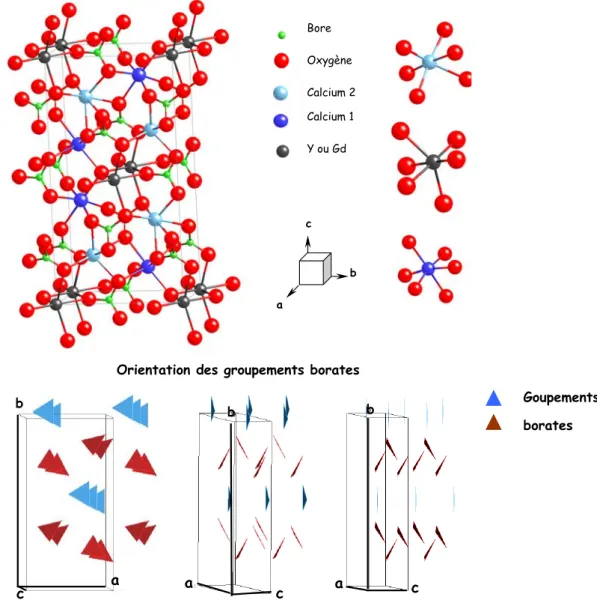 Fig. 3 – Schéma de la structure LnCOB (Ln = Gd ou Y), des sites cationiques et des groupements borates