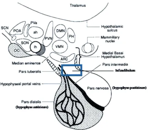 Figure 6 : L'hypothalamus (noyaux hypothalamiques) et l'hypophyse. 