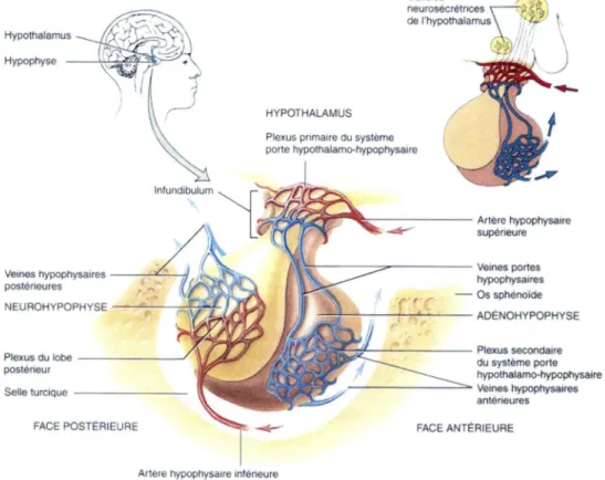 Figure 7 : L'hypophyse, l'hypothalamus et leur vascularisation. 