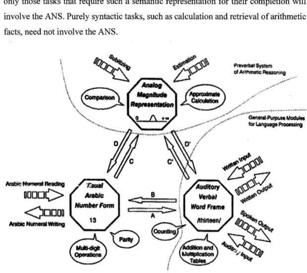 Figure 3.3  Dehaene's Triple-Code Model (From Dehaene 1992) 92 