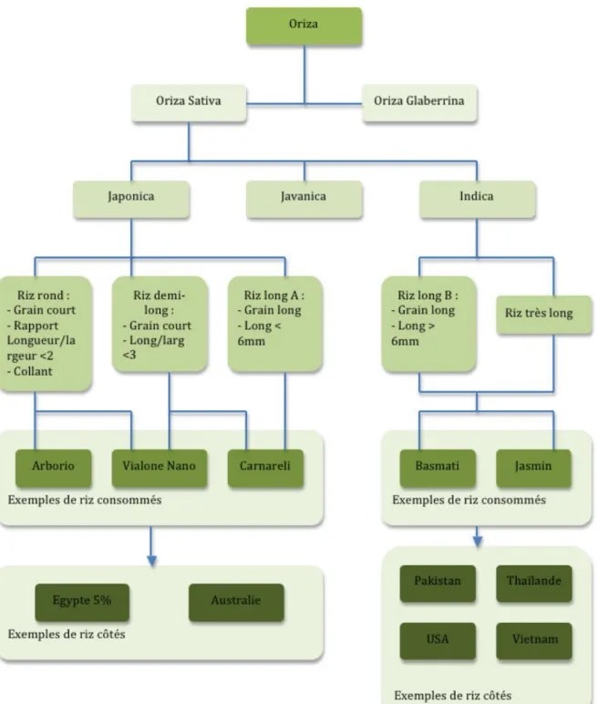 Figure 2.4 – Classification des riz