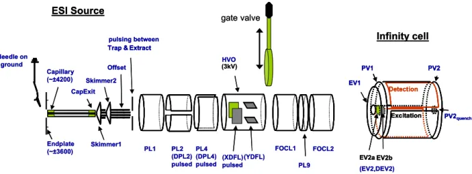 Figure 7: Schéma du FT-ICR APEX III Bruker, de la source électrospray à la cellule ICR Infinity Cell