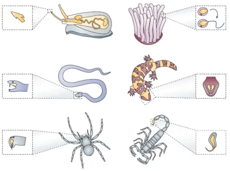 Figure 22: Cônes marins, anémones de mer, serpents, salamandre, araignées et scorpions produisent des 