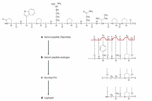 Figure 23: Le développement du Captopril ®  à partir d'une toxine du venin du serpent Bothrops jararaca 81