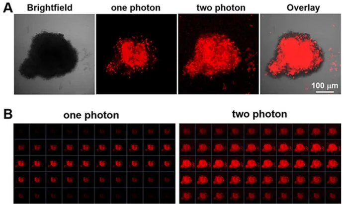 Figure 13. A. OP and TP images of 23 after incubation with HeLa spheroids for 12 h.  