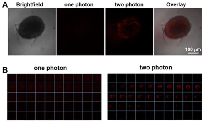 Figure 14. A. OP and TP images of 24 after incubation with HeLa spheroids for 12 h.  
