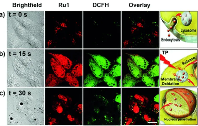 Figure 18. Micrographs of and ROS generation in HeLa cells incubated with complex 31 after 