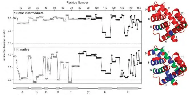 Figure 9 Deuteration level D of backbone amides for the apo-myoglobin (aMb) folding intermediate  (top, refolding time t fold  = 10 ms), and for the native control (bottom, t fold
