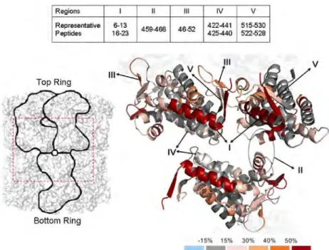 Figure 12 The equatorial domains in three interacting GroEL subunits. Five regions (I-V) from the  HDX comparison of GroEL- ATPγS vs