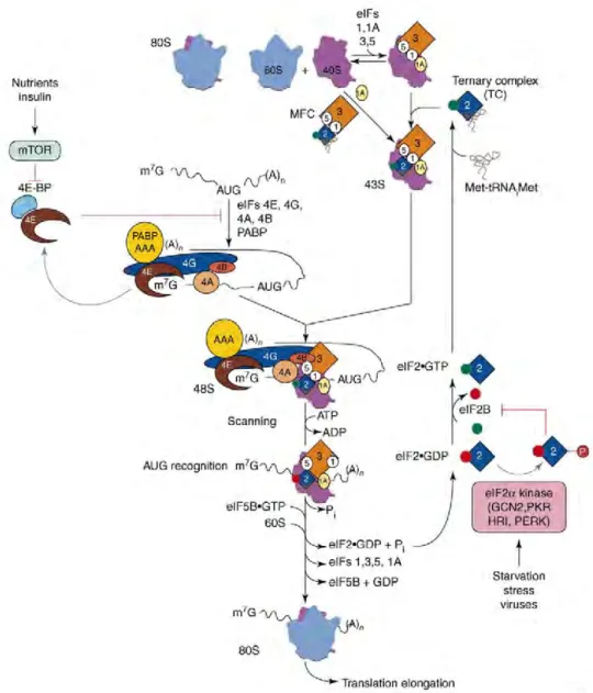Figure 1 The eukaryotic translation initiation pathway. [1]  2 The role of eIF3 in translation initiation 