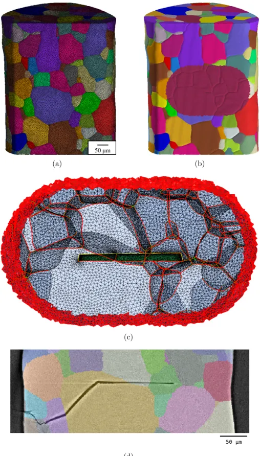 Figure 2.12: (a) The polycrystal mesh reconstructed from the tomographic images. (b) A region of 100 µm around the notch is extracted, represented in red