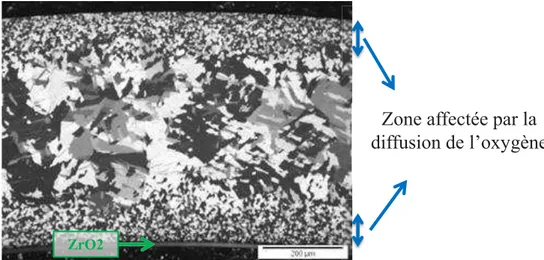 Figure 2.7 : micrographie optique en lumière polarisée d’un échantillon en M5 ®  traité sous argon 