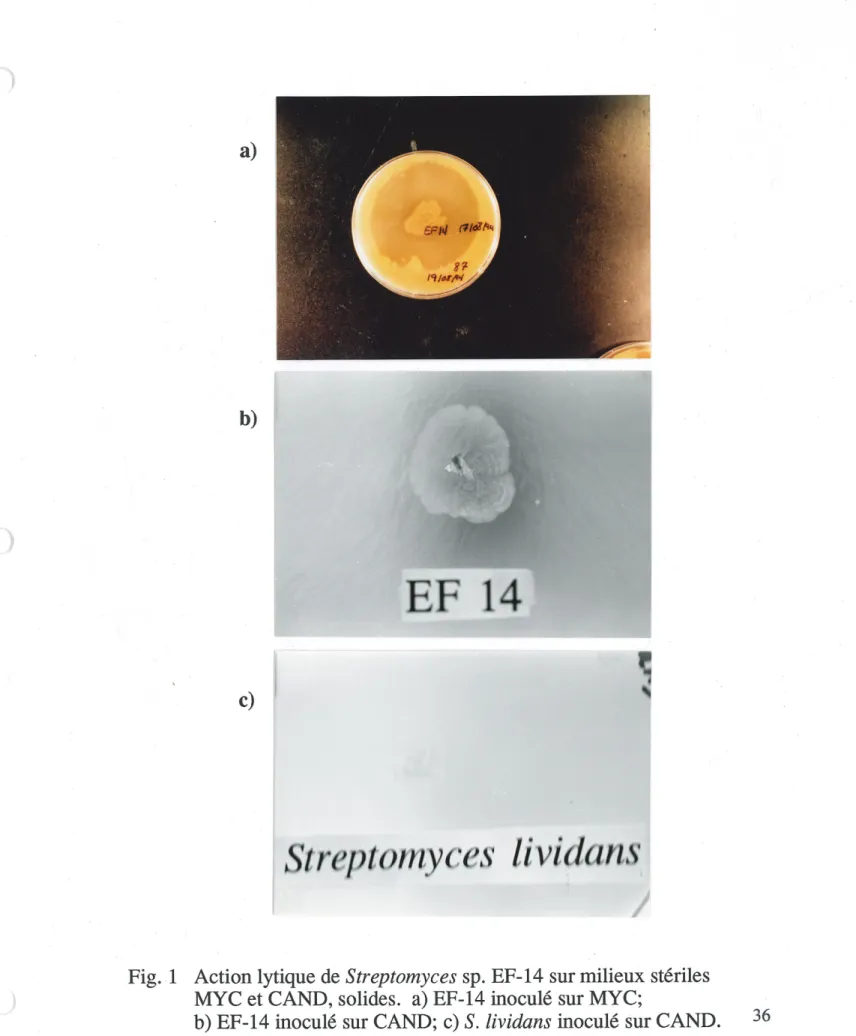Fig. 1 Action lytique de Streptomyces sp. EF-14 sur milieux steriles