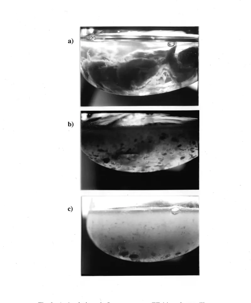 Fig. 2 Action lytique de Streptomyces sp. EF-14 sur Ie mycelium sterile de Phytophthora spp., en milieu liquide.