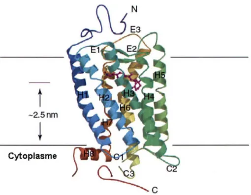 Figure  1 : Structure  tridimentionnelle  d'un  RCPG  classique.  Les  récepteurs  couplés  aux protéines G sont des récepteurs formés de 7 hélices transmembranaires (Hl-H7) de 3  boucles intracellulaires (Cl-C3) de 3 boucles extracellulaires (El-E3), d'un