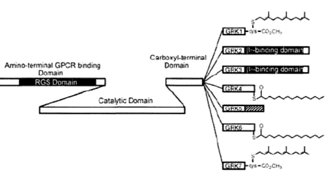 Figure  2:  Représentation  schématique  de  la  famille  des  GRKs.  Septs  GRKs  ont été  clônées  à  ce  jour  différant  majoritairement  dans  leur  extrémité  C-terminale