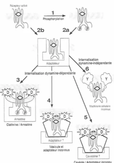 Figure  5:  Les  voies  potentielles  de  l'endocytose  des  RCPGs.  La  liaison  de  l'agoniste 