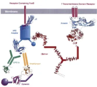 Figure 6:  Les  proteines  cargos et adaptatrices.  Les  protéines adaptatrices font  le  pont 