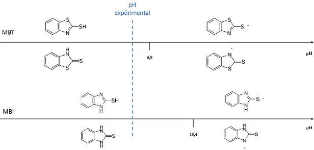 Figure 3.3 : Structures chimiques majoritaires du MBT et du MBI en fonction du pH 